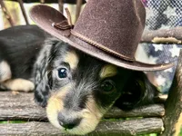Nixon, a male Miniature Dachshund for sale in Lead Hill, AR – 1 of 7