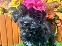 Remi, a female Yorkipoo for sale in Lead Hill, AR – 3 of 6