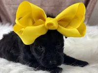 Remi, a female Yorkipoo for sale in Lead Hill, AR – 4 of 6