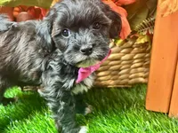 Teddy, a male Shihpoo for sale in Lead Hill, AR – 6 of 8