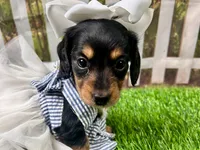 Millie, a female Miniature Dachshund for sale in Lead Hill, AR – 5 of 7