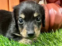 Statton, a male Miniature Dachshund for sale in Lead Hill, AR – 2 of 5