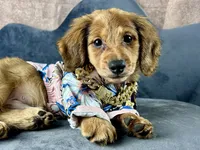 Lewis, a male Miniature Dachshund for sale in Lead Hill, AR – 5 of 9