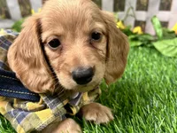 Larry, a male Miniature Dachshund for sale in Lead Hill, AR – 7 of 8