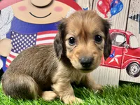 Nash, a male Miniature Dachshund for sale in Lead Hill, AR – 3 of 7