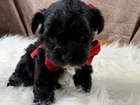 Rowdy, a male Yorkipoo for sale in Lead Hill, AR – 5 of 5