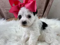 Ruby Kate, a female Yorkipoo for sale in Lead Hill, AR – 5 of 6