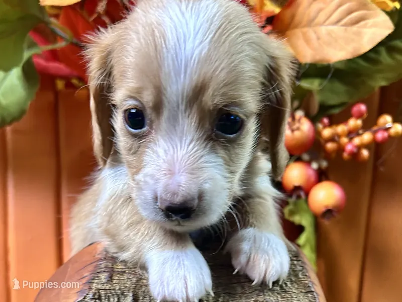 Stetson – Miniature Dachshund puppy for sale in Lead Hill, AR