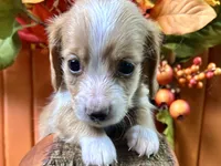 Stetson, a male Miniature Dachshund for sale in Lead Hill, AR – 1 of 4