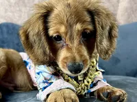 Lewis, a male Miniature Dachshund for sale in Lead Hill, AR – 4 of 9