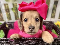 Nora, a female Miniature Dachshund for sale in Lead Hill, AR – 1 of 8