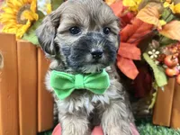 Theo, a male Shihpoo for sale in Lead Hill, AR – 8 of 8