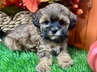 Tilly, a female Shihpoo for sale in Lead Hill, AR – 4 of 9