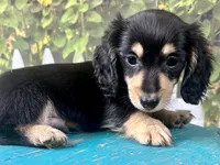 Nixon, a male Miniature Dachshund for sale in Lead Hill, AR – 3 of 7