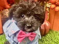 Rowdy, a male Yorkipoo for sale in Lead Hill, AR – 5 of 6