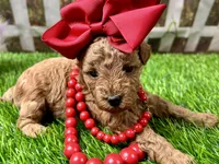 Ophelia , a female Poodle - Toy  for sale in Lead Hill, AR – 4 of 6