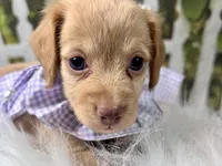 Navy, a female Miniature Dachshund for sale in Lead Hill, AR – 7 of 7