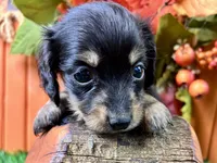 Statton, a male Miniature Dachshund for sale in Lead Hill, AR – 5 of 5