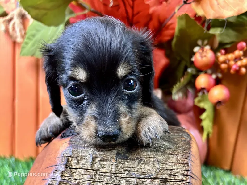 Statton – Miniature Dachshund puppy for sale in Lead Hill, AR