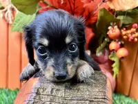 Statton, a male Miniature Dachshund for sale in Lead Hill, AR – 1 of 5