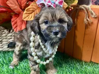 Taylor, a female Shihpoo for sale in Lead Hill, AR – 6 of 9