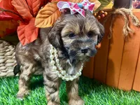 Taylor, a female Shihpoo for sale in Lead Hill, AR – 7 of 9