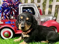 Max, a male Miniature Dachshund for sale in Lead Hill, AR – 2 of 6