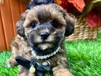 Tilly, a female Shihpoo for sale in Lead Hill, AR – 6 of 9