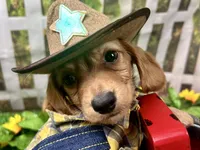 Larry, a male Miniature Dachshund for sale in Lead Hill, AR – 8 of 8