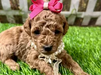 Olive, a female Poodle - Toy  for sale in Lead Hill, AR – 3 of 6
