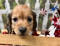 Nash, a male Miniature Dachshund for sale in Lead Hill, AR – 7 of 7