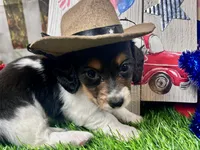 Miller, a male Miniature Dachshund for sale in Lead Hill, AR – 4 of 7