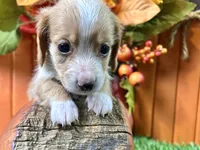 Stetson, a male Miniature Dachshund for sale in Lead Hill, AR – 4 of 4