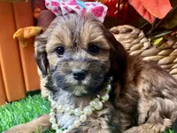 Taylor, a female Shihpoo for sale in Lead Hill, AR – 5 of 9