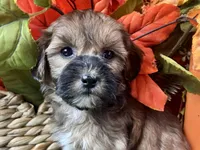 Theo, a male Shihpoo for sale in Lead Hill, AR – 6 of 8