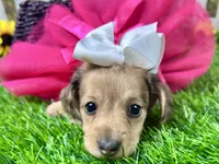 Nora, a female Miniature Dachshund for sale in Lead Hill, AR – 3 of 8