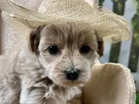 Pearl, a female Maltipoo for sale in Lead Hill, AR – 1 of 5