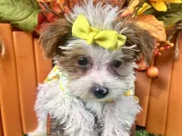 Rosie Lee, a female Yorkipoo for sale in Lead Hill, AR – 6 of 8