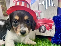 Miller, a male Miniature Dachshund for sale in Lead Hill, AR – 7 of 7