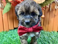 Trigg, a male Shihpoo for sale in Lead Hill, AR – 2 of 7