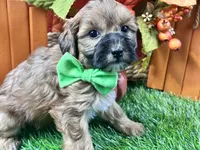 Theo, a male Shihpoo for sale in Lead Hill, AR – 7 of 8