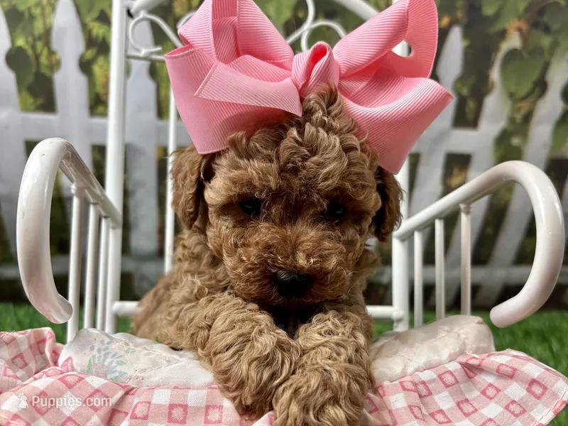 Ophelia  – Poodle - Toy  puppy for sale in Lead Hill, AR