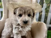 Pearl, a female Maltipoo for sale in Lead Hill, AR – 3 of 5