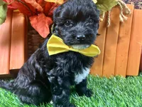 Teague, a male Shihpoo for sale in Lead Hill, AR – 3 of 5