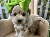 Pearl, a female Maltipoo for sale in Lead Hill, AR – 4 of 5