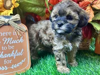 Tilly, a female Shihpoo for sale in Lead Hill, AR – 9 of 9