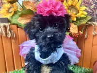 Remi, a female Yorkipoo for sale in Lead Hill, AR – 2 of 6