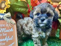 Tilly, a female Shihpoo for sale in Lead Hill, AR – 8 of 9