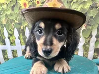 Nixon, a male Miniature Dachshund for sale in Lead Hill, AR – 2 of 7