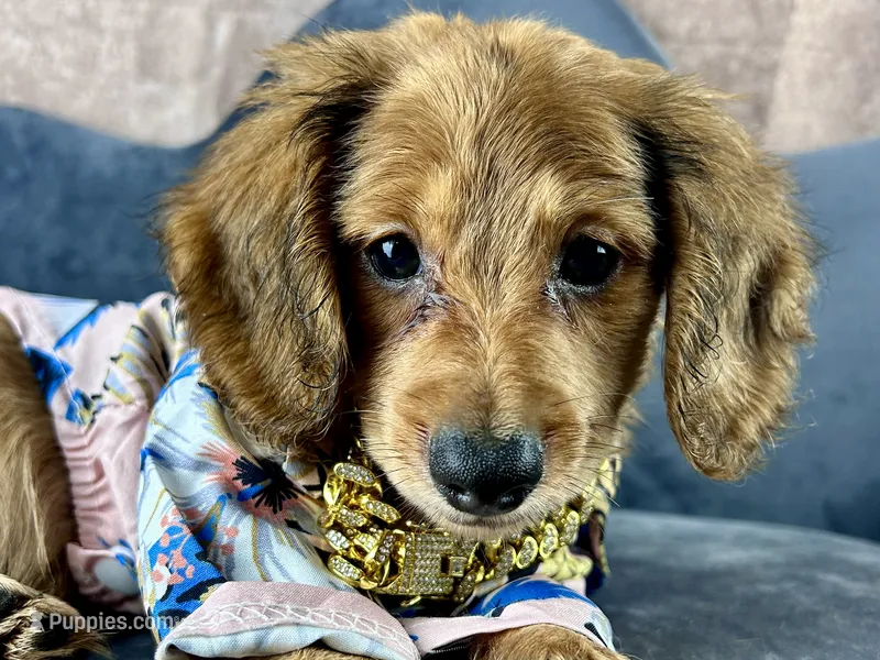 Lewis – Miniature Dachshund puppy for sale in Lead Hill, AR